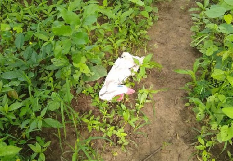 Com Informações: Cidade Verde Com Informações: Cidade Verde