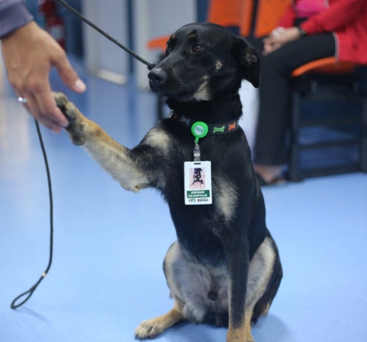 Ademar é o primeiro cão hospitalar da rede municipal de saúde em São Paulo — Foto: Divulgação/Secretaria Municipal da Saúde