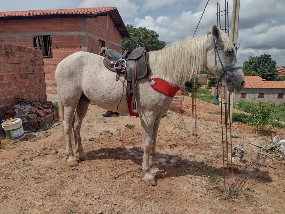 Dois homens são presos suspeitos de matar cavalos para vender a