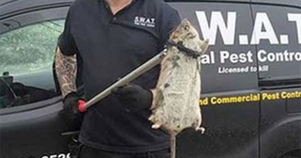 Mais um rato gigante é capturado na Inglaterra e especialistas