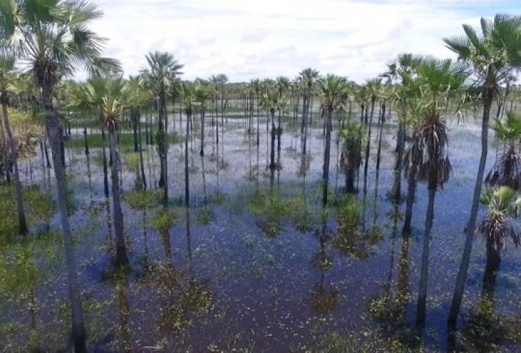 Carnaúba, a árvore símbolo do Piauí, vira exportação, oportunidade e até livro — Foto: TV Clube