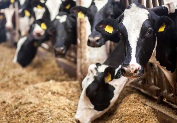 Imagem: Shutterstock