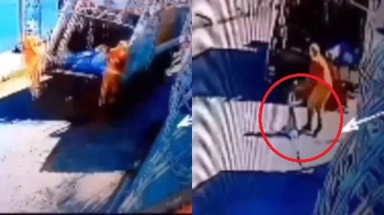 Caminhão de lixo atropela cachorro e gari joga animal vivo em caçamba | Reprodução