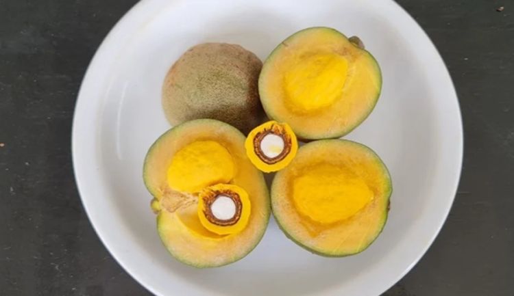 Foto: Reprodução/Embrapa 