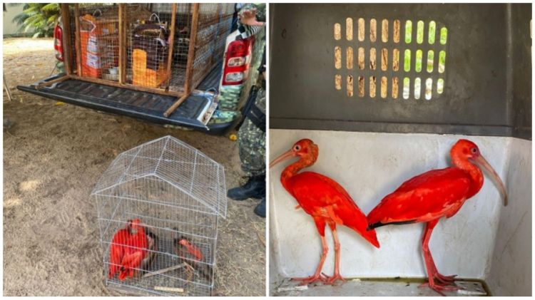 Foto: Divulgação/PM  