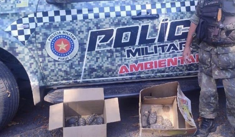 Foto: Divulgação/PM-PI