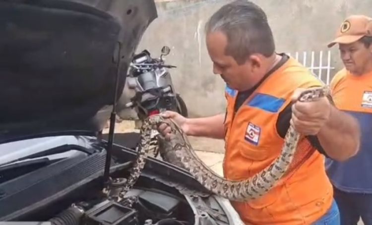 Cobra é resgatada dentro de carro em Campo Maior - Foto: Defesa Civil
