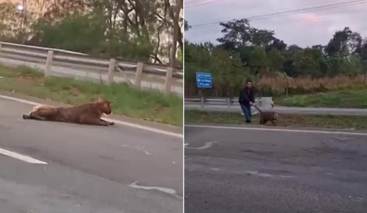Imagem mostra onça-parda na Rodovia Cornélio Pires (SP-127), em Piracicaba (SP) — Foto: Reprodução/redes sociais