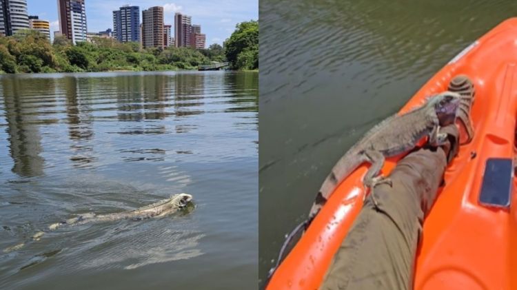 Iguana é flagrada atravessando o Rio Poti a nado e recebe ajuda de guia em caiaque em Teresina — Foto: Maurício Chaves