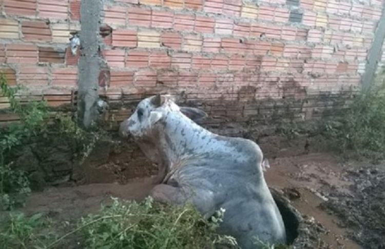 Fonte: Realidademfoco. Fotos: Arquivo pessoal Buda