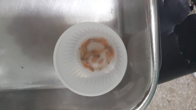 Fonte: G1 / Fotos: Reprodução