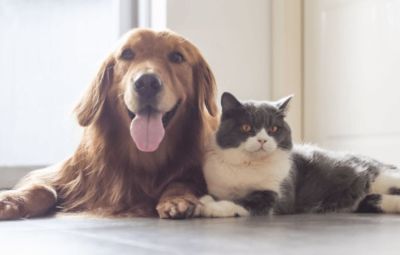 Quantos anos tem seu pet em idade humana? Estudo ajuda a fazer essa conta