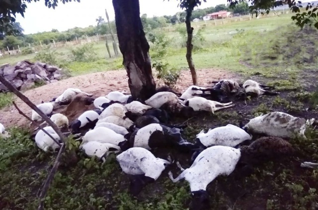 Raio cai em fazenda e mata 32 ovelhas em Novo Santo Antônio (PI) 