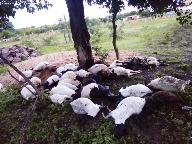 Raio cai em fazenda e mata 32 ovelhas em Novo Santo Antônio (PI) 