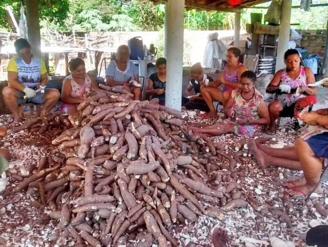 O cultivo da mandioca e a importância da farinhada na cultura de Boqueirão do Piauí e região