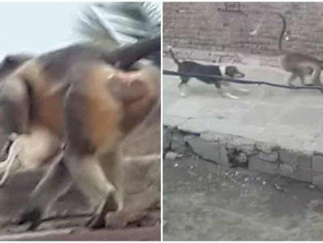 Por 'vingança', macacos matam 250 cachorros jogando-os do alto de prédio