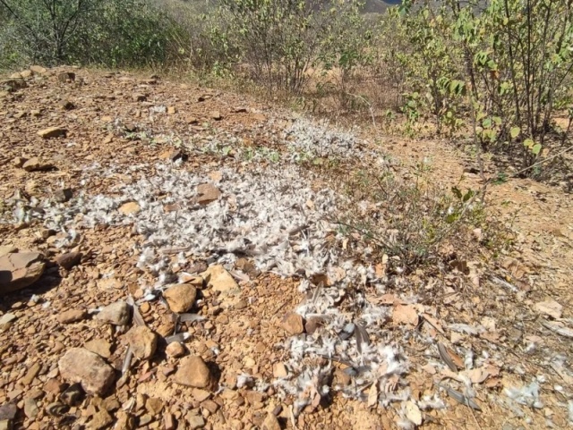 Morte de centenas de aves em Milton Brandão (PI) pode ser contaminação por Febre do Nilo