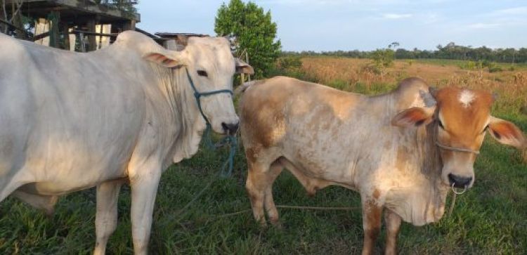 Com Informações: G1 Acre Com Informações: G1 Acre