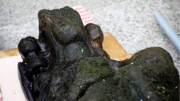 Com Informações: Mega Curioso  Com Informações: Mega Curioso