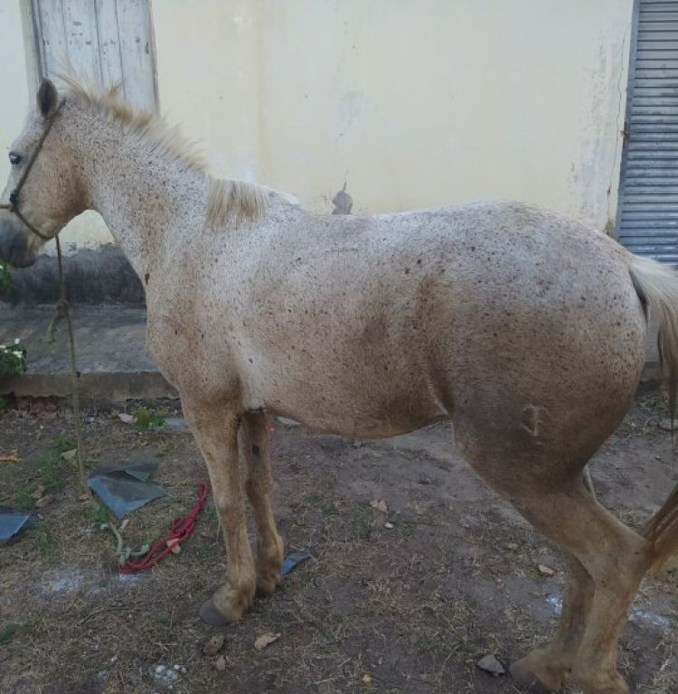 Com Informações: G1 Piauí  Com Informações: G1 Piauí