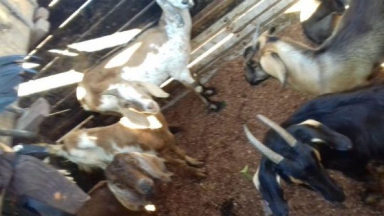 Com Informações: G1 Piauí Com Informações: G1 Piauí