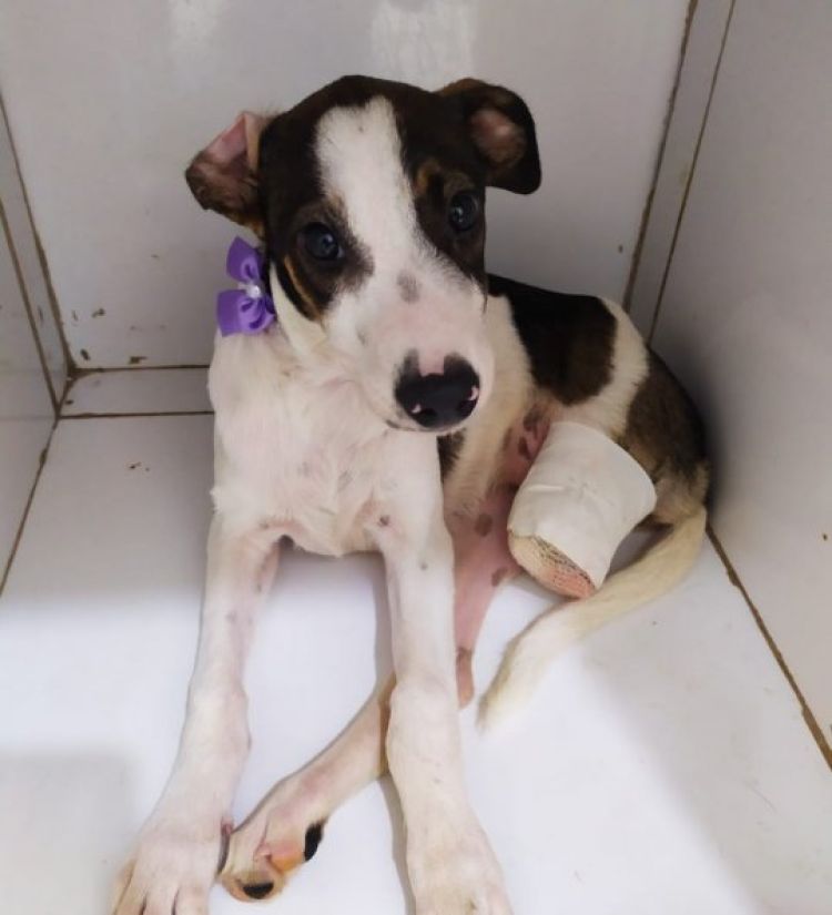 Com Informações: G1 Piauí Com Informações: G1 Piauí