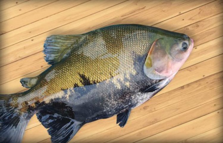 Com informações G1 CE Com informações G1 CE