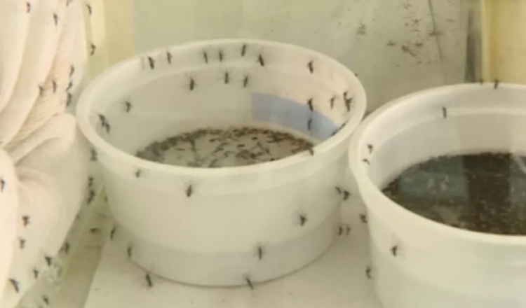 Dengue, Aedes Aegypti — Foto: Reprodução/EPTV