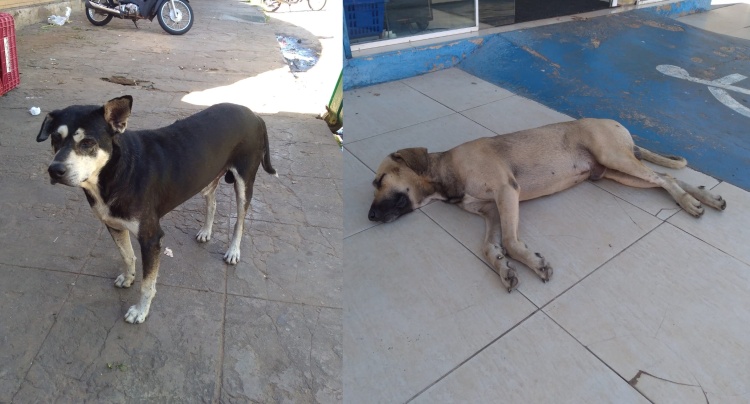 Cães vivendo nas ruas no centro de Campo Maior