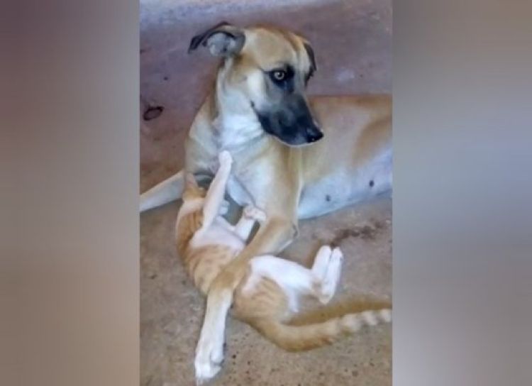 Animais de estimação vítimas de envenenamento  Animais de estimação vítimas de envenenamento