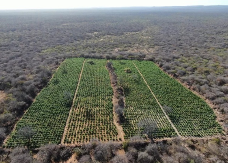 PM encontra plantação de 12 hectares de maconha na zona rural de Dom Inocêncio, no Piauí — Foto: Polícia Militar