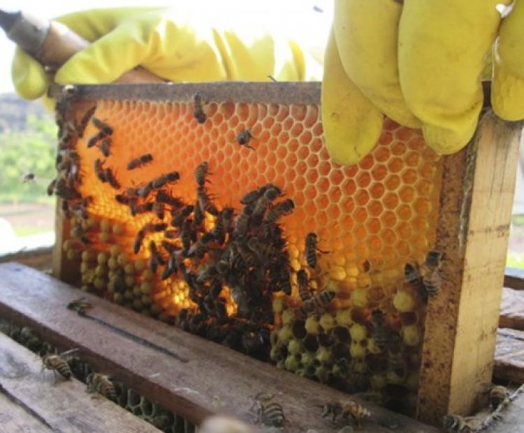 Divulgação Fundação Banco do Brasil Divulgação Fundação Banco do Brasil