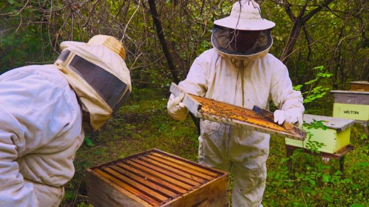 Foto: Divulgação/Codevasf Foto: Divulgação/Codevasf