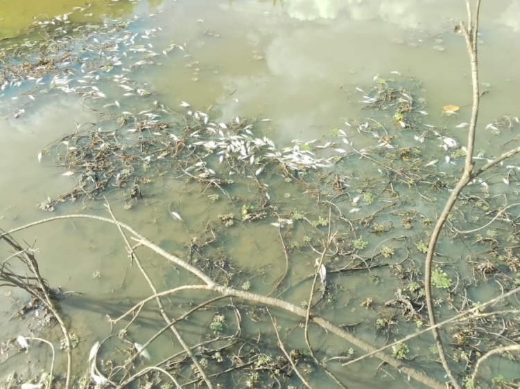 Vários peixes mortos nas margens do rio - Foto:Reprodução 