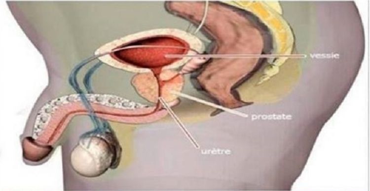 Fonte: curapelanatureza.com.br Fonte: curapelanatureza.com.br